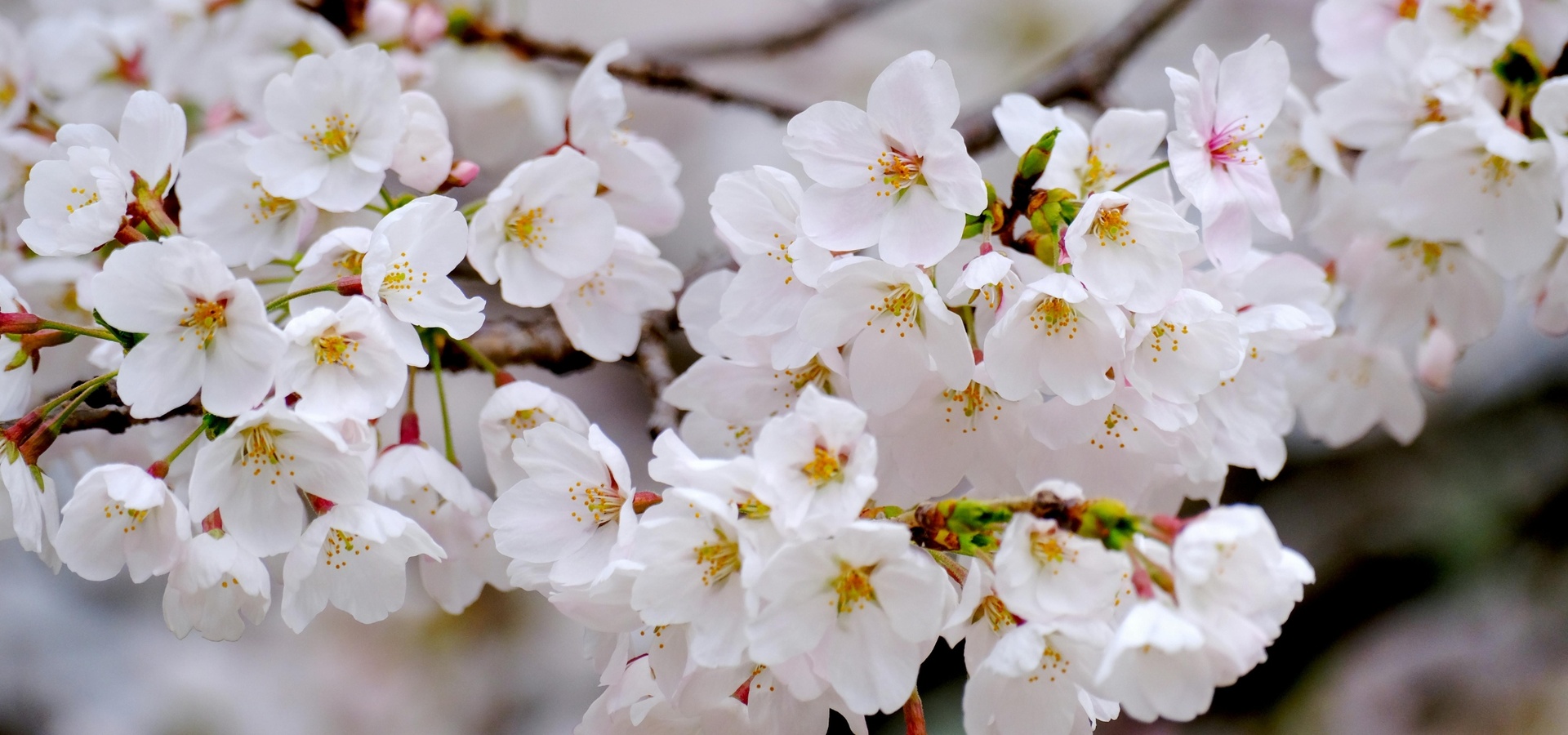 Весняний вікенд у Львові